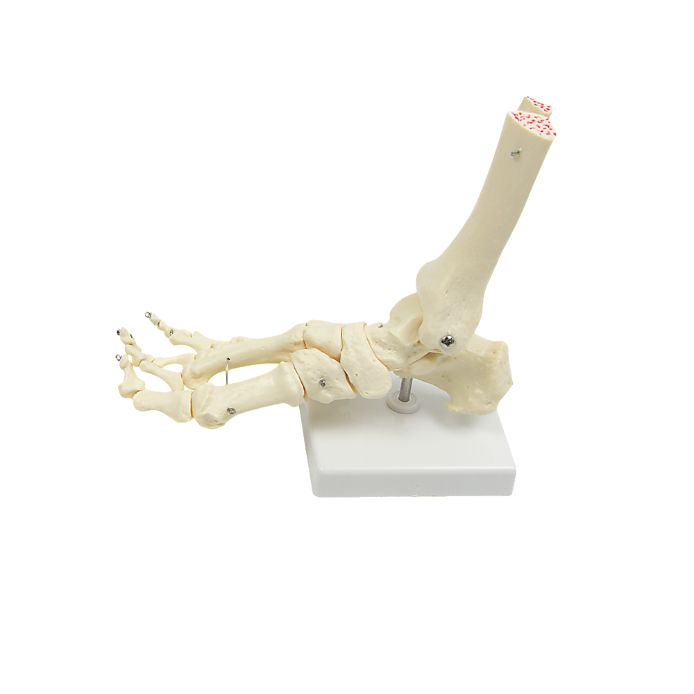 Life Size Foot Joint Anatomical Model Skeleton