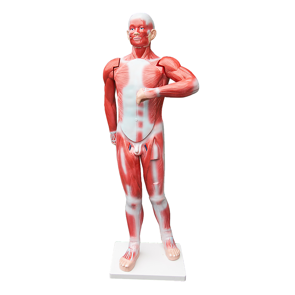 Human Anatomical Muscular Model Muscle System